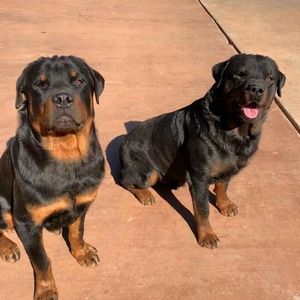 Meet your Posher, Wanda